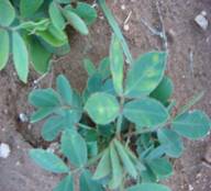 Oil Seeds Groundnut